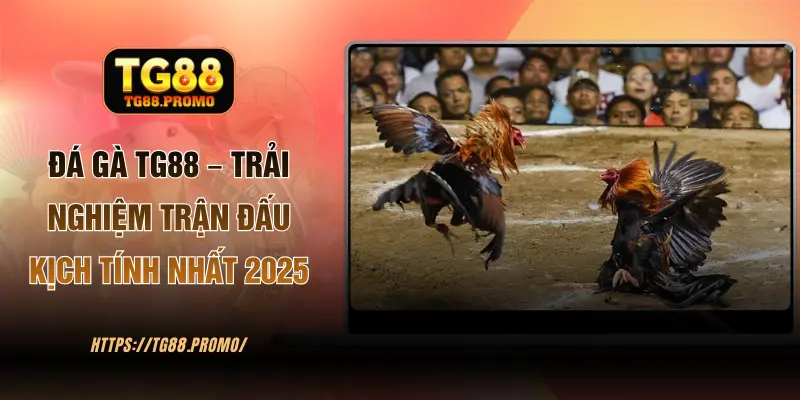 Đá gà TG88
