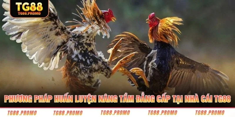 Phương pháp huấn luyện nâng tầm đẳng cấp tại nhà cái TG88